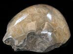 Thick Polished Fossil Coral Head - Morocco #35371-2